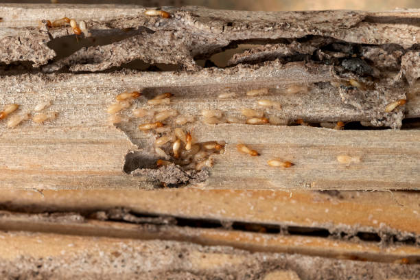 Wasp Removal Services in Moorhead, MN